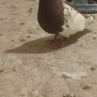 ماده کله دم سرخ