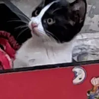 ۵ بچه گربه ملوس به همراه مادرشان واگذار می گردد|گربه|تهران, تختی|دیوار