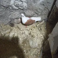 کبوتر|پرنده|بیرانوند, |دیوار