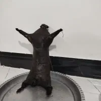 هیزه روغن|حراج|شاهیوند, |دیوار