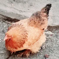 مرغ برهما