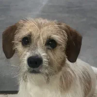 واگذاری سگ اشپیتز بدون شناسنامه خونگی