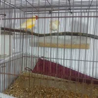 فنج گلدین نرو ماده جفت سالم سرحال