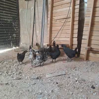 مرغ و خروس گلین اصل|حیوانات مزرعه|همایجان, |دیوار