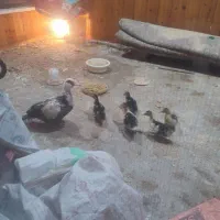 اردک اسراییلی