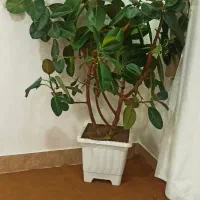 فروش گل فیکوس آلاستیکا|گل و گیاه طبیعی|پیرانشهر, |دیوار