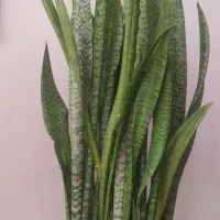 سه نوع گل|گل و گیاه طبیعی|اسلامآباد غرب, |دیوار