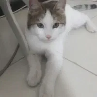 گربه نر dsh|گربه|رودهن, |دیوار