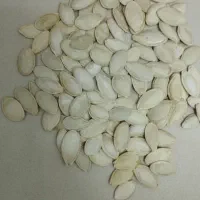 فروش تخمه کدو گوشی