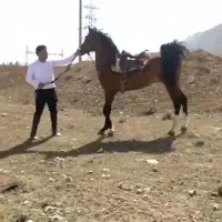 اسب|اسب و تجهیزات اسبسواری|کوار, |دیوار