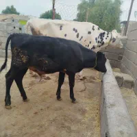 گاو و گوساله