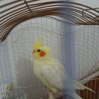 دوعدد عروس هلندی نروماده|پرنده|اردبیل, |دیوار