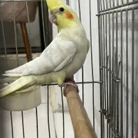 عروس هلندی لوتینو|پرنده|اراک, |دیوار