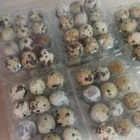 تخم بلدرچین نطفه‌دار نژاد فوق سنگین