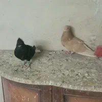 فروش کفتر دم سفید