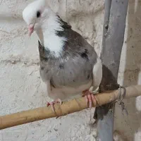 فروش یک عدد طوقی نر و یک جفت ساده خال