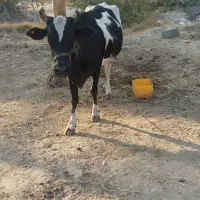 گاو ماده|حیوانات مزرعه|میناب, |دیوار