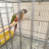 دو جفت طوطی گیرینچیک