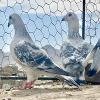 جفتگاه شامی مینا شامی ساده سیا|پرنده|تربت‌حیدریه, کلاته توکلی|دیوار