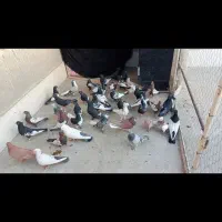 کفتر بهبونی  خوب