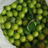 گوجه سبز محلی