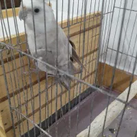 طوطی عروس جفت|پرنده|رشت, نظری|دیوار