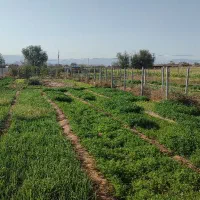 سبزی تازه 30 تومان روی زمین کشاورزی