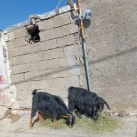 تویشک|حیوانات مزرعه|سراب میمه, |دیوار