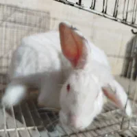 خرگوش|موش و خرگوش|نیشابور, مازول|دیوار