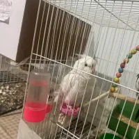 عروس هلندی نر اماده