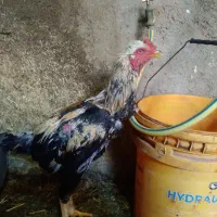 مرغ وخروس لاری اصل|حیوانات مزرعه|نیر (اردبیل), |دیوار