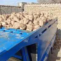 چغندر قند تازه دامی گوسفند، گاو تحویل درب دامداری