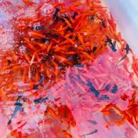 ماهی  قرمز حراج عمده