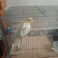 عروس هلندی نر سخنگو