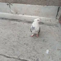 کفتر تهران|پرنده|پاکدشت, پاکدشت (مامازند)|دیوار