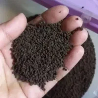 چای کله مورچه ای خارجی