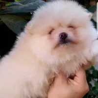 پامر خرسی|سگ|آمل, |دیوار