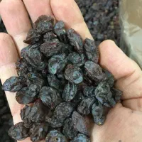 کشمش آفتابی