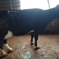 گاو با گوساله ماده