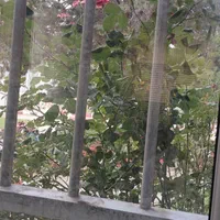 عکس گل و طبیعت|تابلو، نقاشی، عکس|تهران, آرارات|دیوار