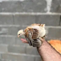 جوجه برهما