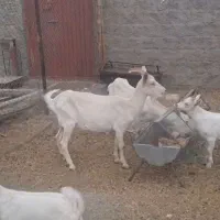 بزسانن|حیوانات مزرعه|جلگه ماژان, |دیوار