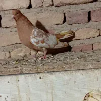 ماده نیم تنه زرد