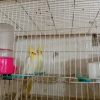 یجف عروس با یجفت مرغ عشق|پرنده|گرگان, |دیوار