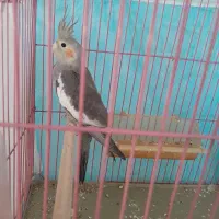 جوجه عروس هلندی