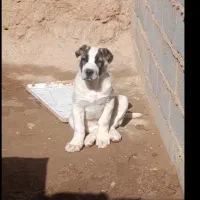 توله نر خراسانی ۸۵ روزه