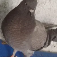 کبوتر|پرنده|بروجن, |دیوار