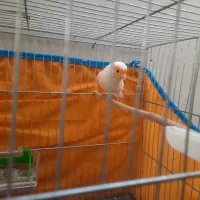 قناری نر موزائیکی