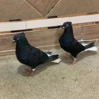 دم سفید در هویزه|پرنده|سوسنگرد, |دیوار