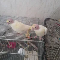 تعدادی عروس هلندی|پرنده|اصفهان, شاهد|دیوار